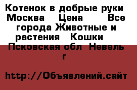 Котенок в добрые руки. Москва. › Цена ­ 5 - Все города Животные и растения » Кошки   . Псковская обл.,Невель г.